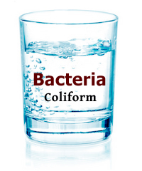 H2o Ok Plus Coliform Bacteria Color Chart